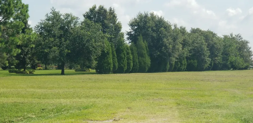 Open lawn cut back to the treeline