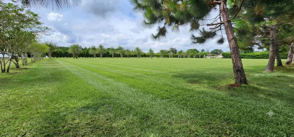 Fresh mowing stripes on an open lawn